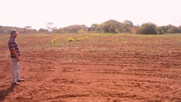 Sequía acaba con pastizales en Guararé