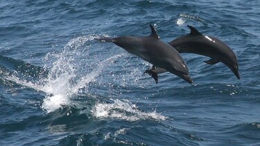 Charlas en el Biomuseo sobre la biodiversidad marina