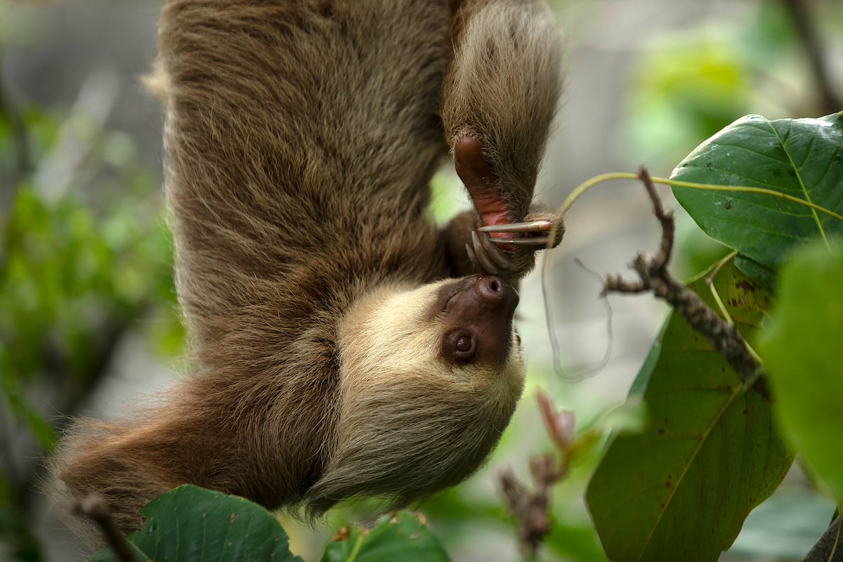 Smithsonian en Panamá inaugura el LepiDomo