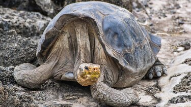 Hallan en Galápagos tortuga emparentada con la especie del ‘Solitario George’