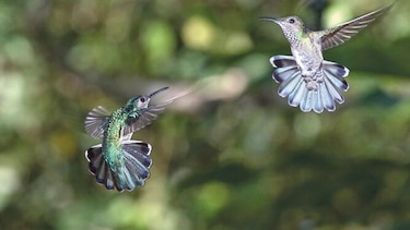 Panamá se anota para el gran censo de aves