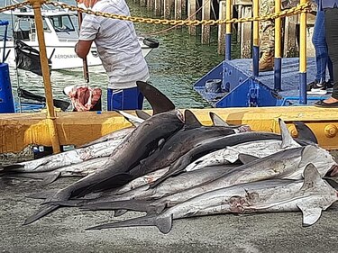 ARAP multa con $250 mil a embarcación por pesca prohibida