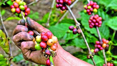 Honduras aumenta exportaciones de café