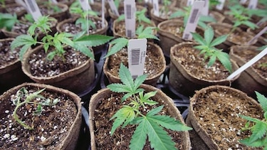 Universidad impartirá cursos sobre marihuana medicinal en EU