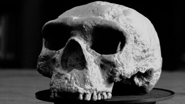 El cráneo de un millón de años que ‘cambia totalmente’ nuestra comprensión de la evolución humana