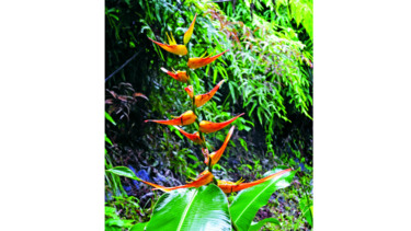 Conexión con la naturaleza