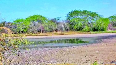 En Santa Ana se secan dos ciénagas, hábitat de reptiles