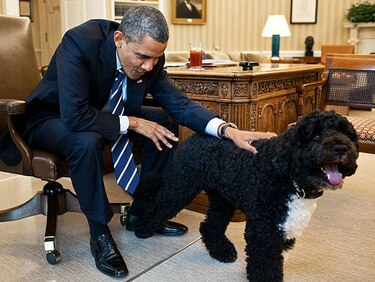Hombre armado con dos fusiles y un machete intenta secuestrar a Bo, el perro de Barack Obama