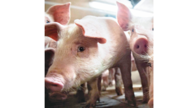 China suspende importación de carne de cerdo de Canadá