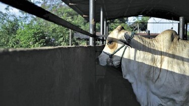 Reconocen falta de controles en importación bovina