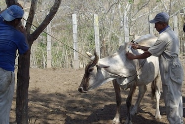 Vacunan a más de 8 mil reses tras caso de rabia bovina en Los Santos