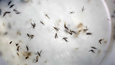 Estados Unidos autoriza pruebas de vacuna del zika en humanos