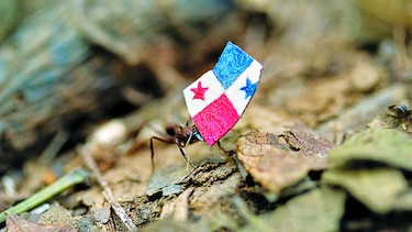 Arrieras van a Nueva York