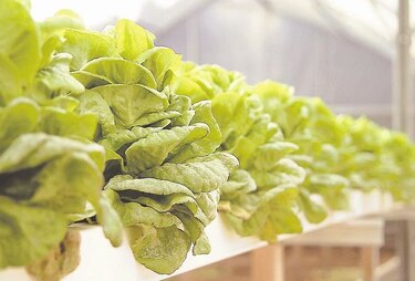 EU: Un muerto por listeriosis relacionada con lechuga