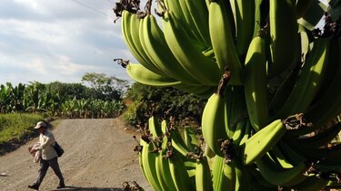 Exportarán 22 contenedores de banano por  semana a Europa y Oceanía