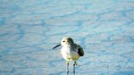 Estudian aves playeras en humedales locales