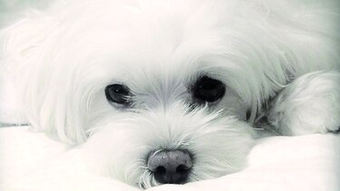 Lola, la inteligente