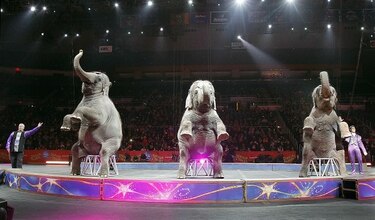 Elefantes actúan por última vez en el circo Ringling Bros.