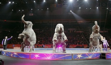 Elefantes actúan por última vez en el circo Ringling Bros.