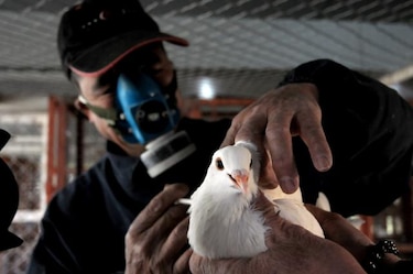 China reporta 4 nuevos casos humanos de H7N9