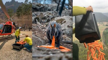 Desde el aire lanzan alimentos para animales afectados por los incendios en Australia
