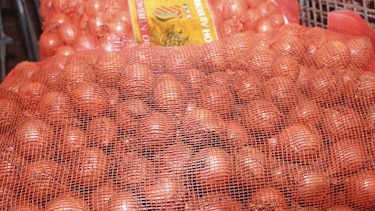 Aprueban requisitos para importar cebolla de España