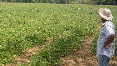 Se agota el agua en Azuero a un mes de la cosecha de tomates