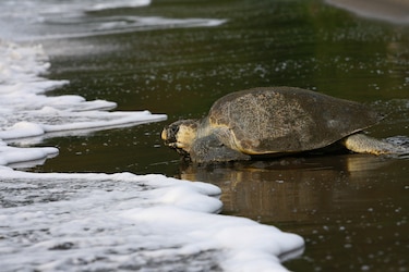 Más de 2 mil 900 tortugas marinas han desovado este mes en playa La Marinera