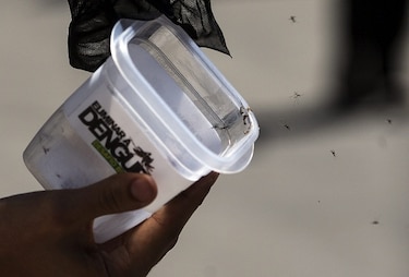 Brasil libera mosquitos transgénicos para lucha contra el dengue