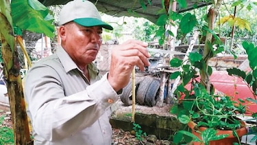 Colón, la región de salud con mayor cantidad de casos de dengue: Minsa