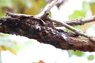 El marañón en crisis: el descuido que amenaza su futuro en Panamá