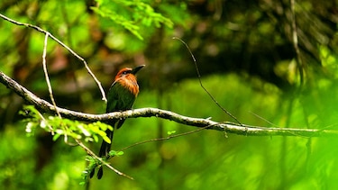 El día de las aves