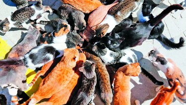 La población de gatos en Chipre
