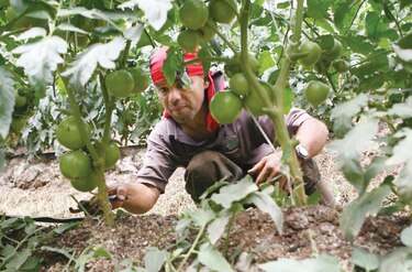 Agricultores de Costa Rica  piden apoyo económico  