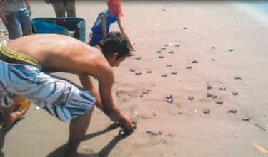 Islas se convierten en santuario para las tortugas