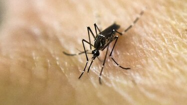 Islas Aruba y Bonaire, en lista de alerta de viaje por zika