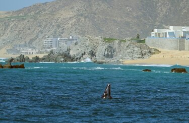 El Congreso de México prohíbe los espectáculos con delfines y ballenas