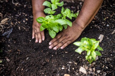 La riqueza de las plantas
