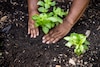La riqueza de las plantas