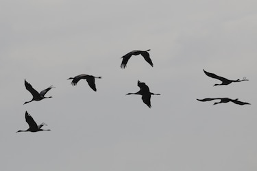 Uruguay declara la emergencia sanitaria por gripe aviar y restringe el movimiento de aves