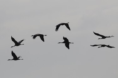 Uruguay declara la emergencia sanitaria por gripe aviar y restringe el movimiento de aves