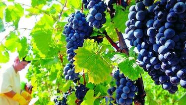 Uvas para enfriar el vino