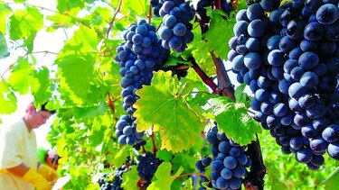 Uvas para enfriar el vino
