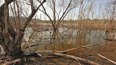 Fenómeno El Niño volvería antes de fin de año