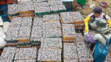 Unión Europea prohibirá pesca eléctrica en 2021
