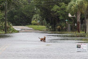 La tormenta tropical Elsa toca tierra en Florida