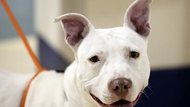 El primer perro fue domesticado en Asia Central hace 15 mil años