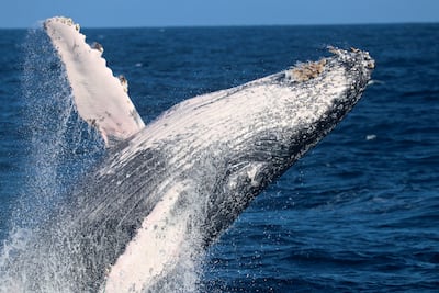 Registran récord de viaje de dos ballenas jorobadas entre Australia y Brasil