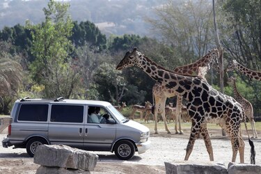 La jirafa Benito se integra a su nueva familia tras vivir maltratada en el norte de México