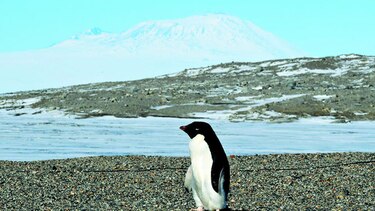 Mueren crías de pingüino